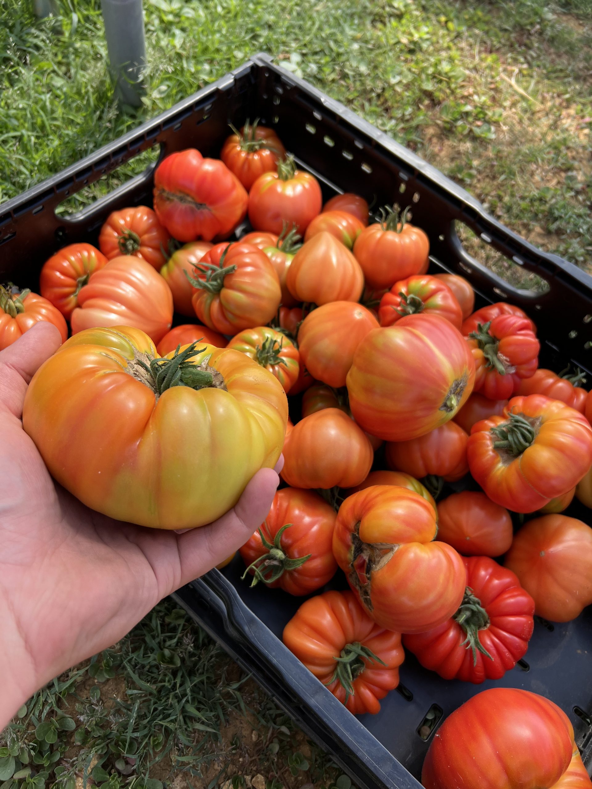 Nos plus belles tomates vous attendent !🍅